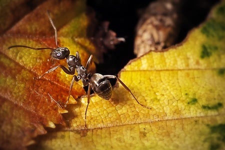 Formica fusca