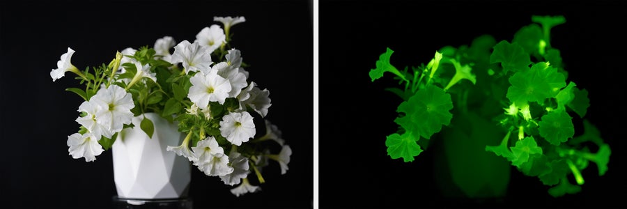 Firefly petunia plant in daylight (left) and at dark (right)