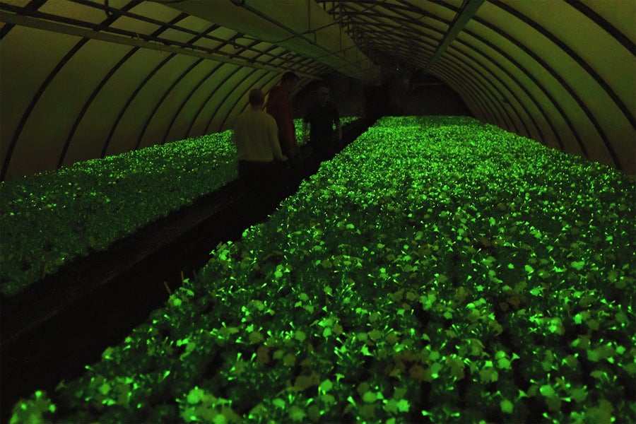 Greenhouse filled with glow in the dark petunias