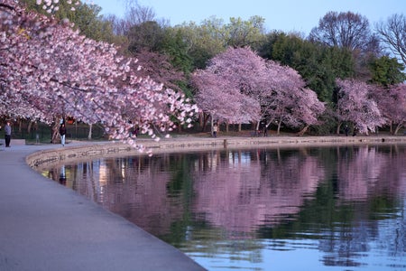 Pink cherry blossoms surround a pedestrian pathway