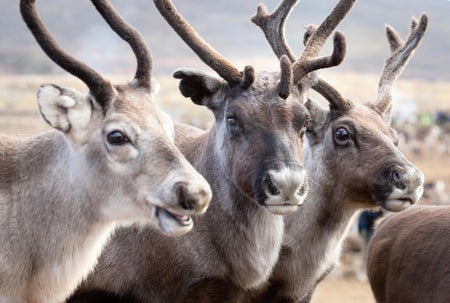 Portrait of three reindeer