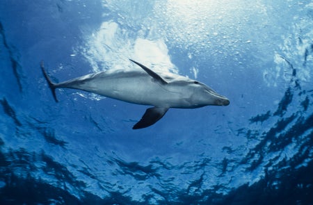 Bottlenose dolphin in the ocean.