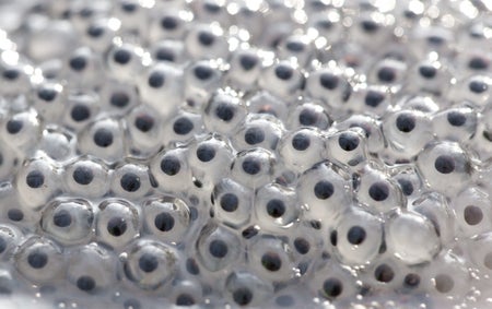 A micrograph of multiple frog eggs.