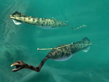 Group of Tully Monsters swimming