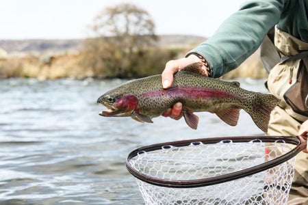 Midsection of man holding rainbow trout while standing in lake with a net.