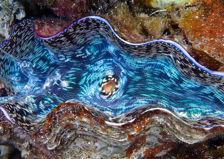 A close-up view of a clam showing bright blue insides.