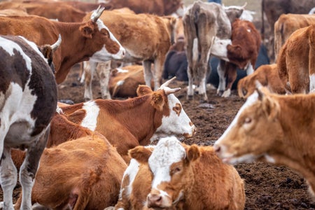 Brown and white cattle