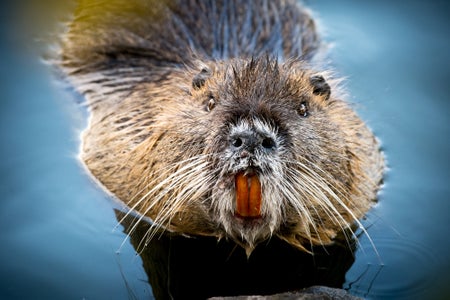 A beaver looking at the camera.