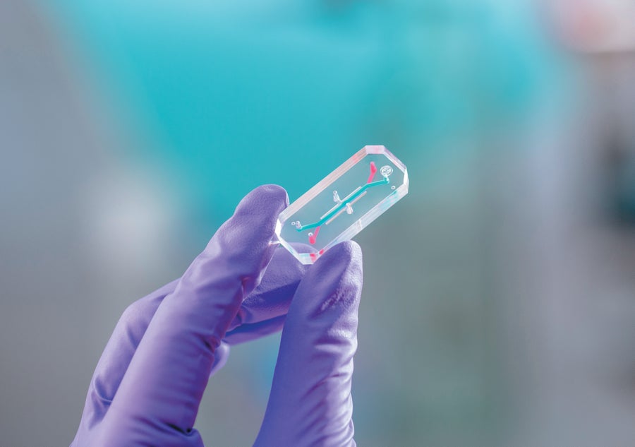 Close up of an organ chip being held by fingers in a purple medical glove