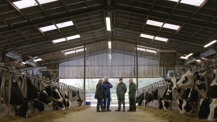 Brian May in stable with two farmers and cows.