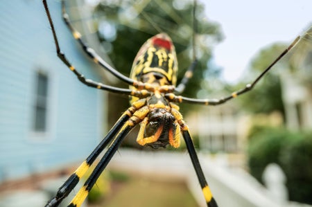 Close up photograph of a Joro spider hanging from its web in a suburban Georgian neighborhood