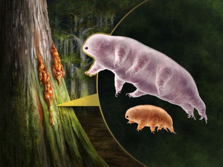 Illustration of two tardigrades