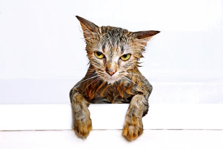 Wet cat after bath looking annoyed