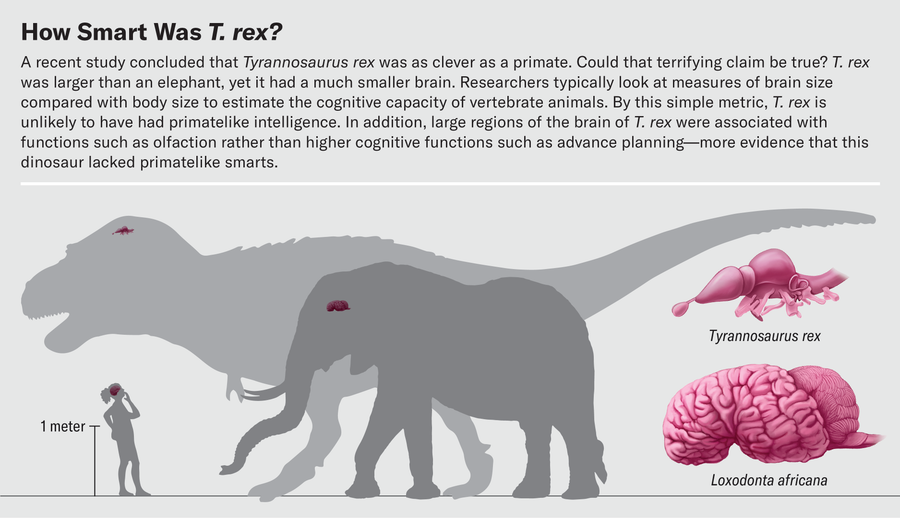 Silhouettes of T. rex, modern elephant and human with brains superimposed on each highlight scale of creatures and their brains. Larger illustrations of T. rex and elephant brains show differences in scale and structure.